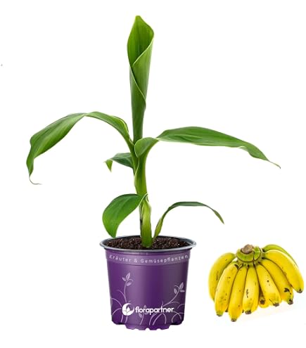 Winterharte Banane 'Musa Basjoo' 30 cm + 2 Pampasgras Wei/Rosa (Cortaderia  selloana)  Exotisches Set, Frostresistent, Ideal fr Garten & Terrasse :  Amazon.de: Garten