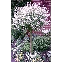 Harlekin Weide,Höhe: 160 cm, Salix Hakuro Nishiki + Dünger