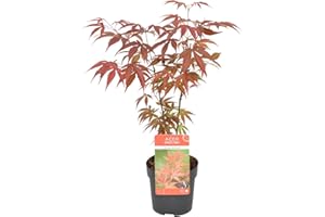 Bloomique - Acer palmatum ‘Atropurpureum’ - Arce japonés - Hoja variegada - Plantas de jardín - Resistente al frío - Altura 20-30 cm - Maceta 10,5 cm