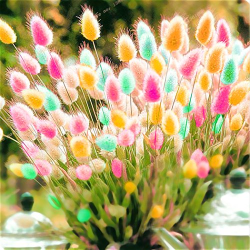 Kisshes Seedhouse - 100pcs Graines de Lagurus ovatus Bunny Tail grainé fleur jardin résistant au froid