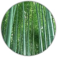 Riesenbambus - 20 Samen - schnelles Wachstum - winterharte Pflanze - Gartenpflanze