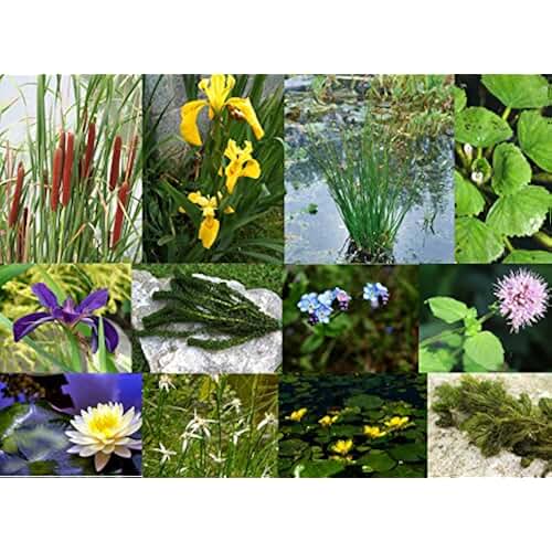 Amazon.co.uk oxygenating pond plants Garden & Outdoors