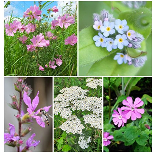 Wildblumen Samenbomben / Samenbälle: Schmetterlings-Mischung - 2