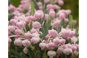 ALASINES Rizoma di Mughetto/Fioritura quattro stagioni/Resistente al freddo e alla siccità/Piantato all'interno e all'esterno del giardino-5 Rizoma,C