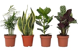 Plant in a Box - Plantes d'intérieur 'Entretien facile' - Set de 4 - Très facile d'entretien - Pot 12cm - Hauteur 25-40cm - Sansevieria, Chamaedorea, Ctenanthe, Clusia