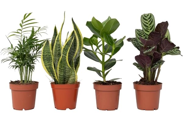 Plant in a Box - Plantes d'intérieur 'Entretien facile' - Set de 4 - Très facile d'entretien - Pot 12cm - Hauteur 25-40cm - Sansevieria, Chamaedorea, Ctenanthe, Clusia