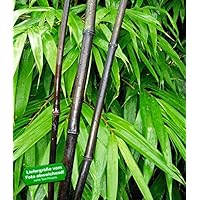 BALDUR Garten Schwarzer Bambus 'Black Pearl', 1 Pflanze, Fargesia nitida Blackpearle winterhart