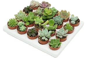 ‎IFLO Iflo Happy Variety: Succulent Mix, Assortment of Mini Succulents in 5.5 cm Pot, Colourful Selection for Home and Office (5)