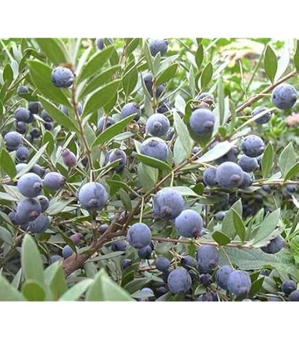 Coltivare La Pianta Di Mirtillo In Balcone O In Giardino è Facile E Potete Farlo A Partire Dal Frutto