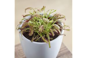 Pot de 9cm de droséra - Drosera capensis-