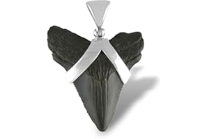 Starborn Pendentif en forme de dent de requin fossilisée en argent sterling