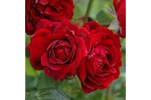 Peter Beales Roses UK Garnet red Climbing Rose for Outdoor, Highgrove Rose Plant from UK