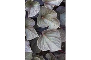 BLUMEN EBER Zier-Süßkartoffel 'Black Heart' - Ipomoea batatas 'Black Heart', im Topf 12 cm - 12 cm