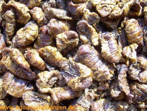 Preisvergleich Produktbild 1.000 ml Seidenraupenlarven Koi Futter, Teich