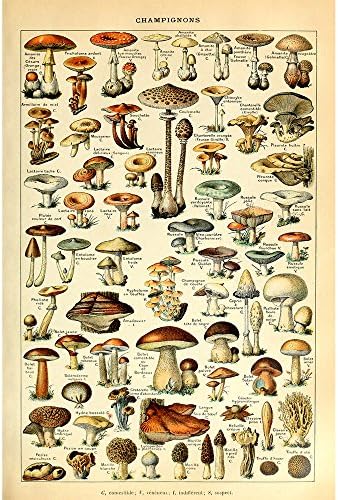 Vintage Poster Print Art Botanical Mushrooms Diagram Chart Champignons Identification Reference12.99'' x 19.69''
