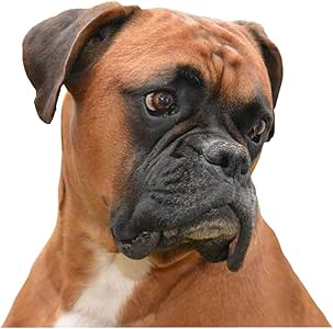 boxer dog neck size