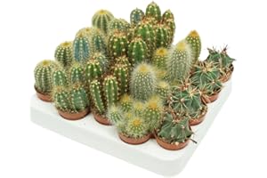 Iflo Pflegeleichte Mini-Kakteen im Set, Handverlesener Mix für stilvolle Akzente, Töpfe (12)