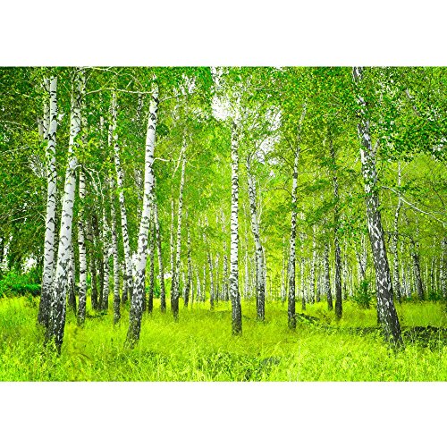 Vlies Fototapete PREMIUM PLUS Wand Foto Tapete Wand Bild Vliestapete - SUNNY BIRCH FOREST - Birkenwald Bäume Wald Sonne Birkenhain Birke Birken Gras Natur Baum - no. 112, Größe:300x210cm Vlies