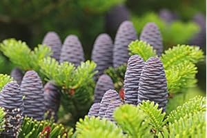 RP Seeds Abies koreana (Korean Fir) - 20 Seeds