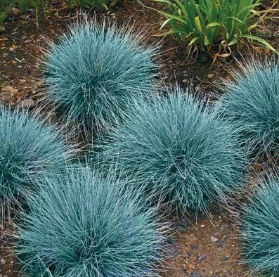 Bodendecker, 5x Bärenfellgras blau