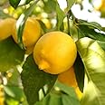 YouGarden Citrus Lemon 'Citron' Tree in 7/9cm Pot, Lemon Trees for Gardens, Grow Your Own Lemon Tree in Garden and Home, Perfect for Pots and in Ground, Supplied as Ready to Plant Tree