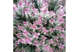 MEREDITH NURSERIES [x1] Hebe Red Edge | Hardy Evergreen Shrub | Flowering Garden Shrub | 9cm Pot |