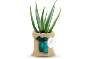 Carbeth Plants Aloe Vera Indoor Plant Gift Wrapped - Personailsed Message - Present Idea for Women, Men Friends and Loved Ones - Air Purifying Easy to Care