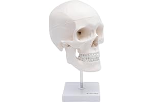 CRANSTEIN SCIENTIFIC Cranstein A-246 teschio anatomico su treppiede | Medicina Studio e formazione | Teschio | Modello di anatomia del cranio | Modello del cranio