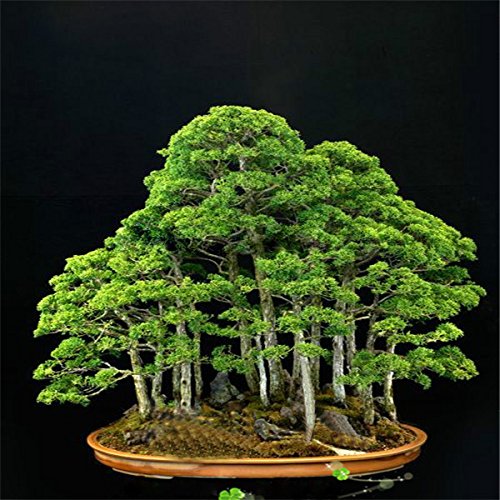 Heißer Verkauf 20 selten schönen Wacholder Bonsai-Baum Topfblumen Büro Bonsai reinigen die Luft absorbieren schädliche Gase