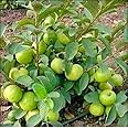 Yotova NXT High Yield Hybrid All Seasons Rare Variety Banarasi Guava Fruit Tree Live Plant for Home Kitchen Garden Amrood Ka Podha Amrud Phal ka Paudha Outdoor