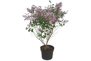 HARRO'S PFLANZENWELT Syringa meyeri Palibin - Zwerg-Flieder Duftflieder - 23 cm Topf Höhe ca. 40 cm Zwergstrauch winterhart für Kübel, Garten