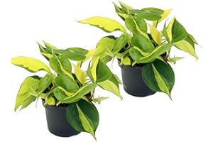 UNSERE-GAERTNEREI-MUELLER Efeutute, Scindapsus, (Epipremnum aureum) Sorte: Brasil, gelb-grünes-buntes Blattwerk, rankend, Ampelpflanze, luftreinigend (2er Set je im 12cm Topf)