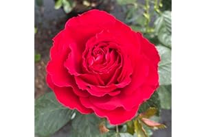 YouGarden Rose 'Ruby 40th Wedding Anniversary' ® 4 Litre Pot