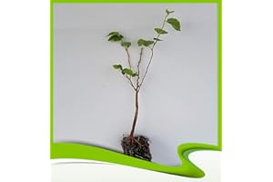 Morus alba (Mûrier blanc) - Plante