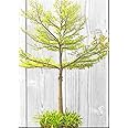 Live Terminalia Mantaly Plant, Elegant Shade Tree for Gardens, Parks, Landscaping & Bonsai, Low Maintenance, Fast Growing Evergreen Tree, Natural Air Purifier Plant 1 Live Healthy Plant