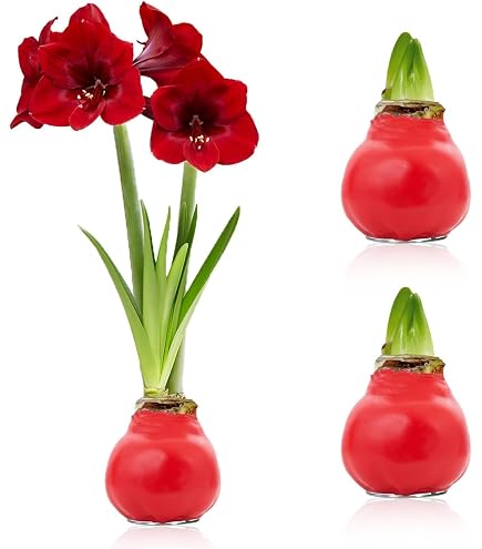 Bulbo Di Amaryllis In Cera - Fiore Perfetto, Formato Grande 30/32, Pronto A Fiorire Senza Terra
