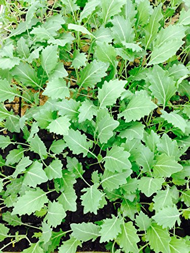 Kohlrabi weiß, Kohlrabi im 12 Pflanzen