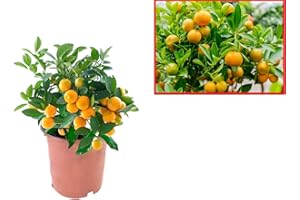 VIPARPLANT Calamondin- Naranjo enano Chino de 55 cm de Altura - Kumkuat Planta Natural (Citrus Fortunella) - (Altura 55 Cm aprox) (Calamondin 55 Cm Alt.)