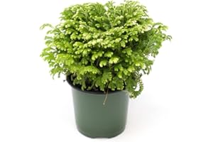 DECOALIVE Planta Natural Rosa de Jericó - Planta Viva - Selaginella - Planta de la Suerte - Planta del Dinero