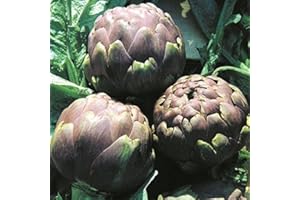 PAGANO DOMENICO E FIGLI SEMENTI DAL 1954 CARCIOFO ROMANESCO NR.25 SEMI