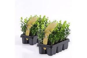 Bosso "Buxus microphylla Faulkner" 12 piante da siepe sempreverde in vaso bio ø9 cm Vivaio di Castelletto
