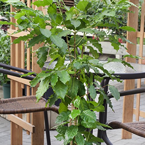 Echter Kaffee (Coffea arabica), 2 Pflanzen