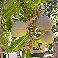 Mphmi Ramphal, Annona reticulata (Grown Through Seeds) - Plant