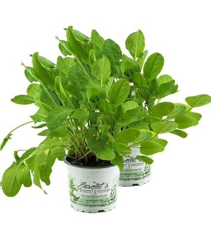 rosenkpfe knstlich 50 Stck knstliche Rosenkpfe  Seidenblumen fr DIY, Hochzeitsdeko &   kunstblumenshop