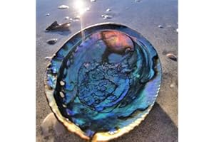 Hiessgozy 10-12 cm Coquillage d'ormeau naturel Grand coquillage Décoration nautique Porte-savon Décor Réservoir Paysage Poisson Mariage Aquarium