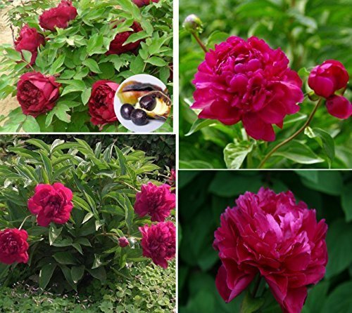 10x Big F1 Paeonia lactiflora Peony Pink Plant Garden Room Flowers Roses Rose Seeds #405