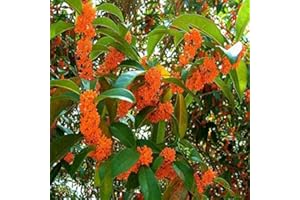 TU PROPIO JARDÍN 15 Semi di Osmanthus Fragrans (Oliva Fragrante del Tè)