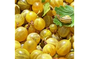 Gooseberry Hardy Fruit Bush Garden Plant for Patio & Kitchen Gardens, Producing High Yield of Sweet Edible Summer Berries, 1 x Gooseberry Hinnonmaki Yellow in 3L Pot by Thompson & Morgan