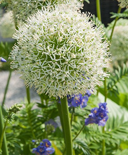 RIESEN LAUCH WEISS (Allium giganteum) - 30 Samen / Pack - Zierlauch - Winterhart - Riesenlauch