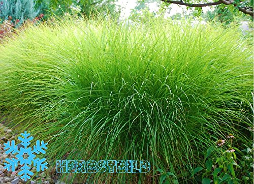 Wunderschönes Winterhartes Ziergras Miscanthus sinensis „Gracillimus“ ein echter Hingucker für Ihren Garten 1 Pflanze - 2